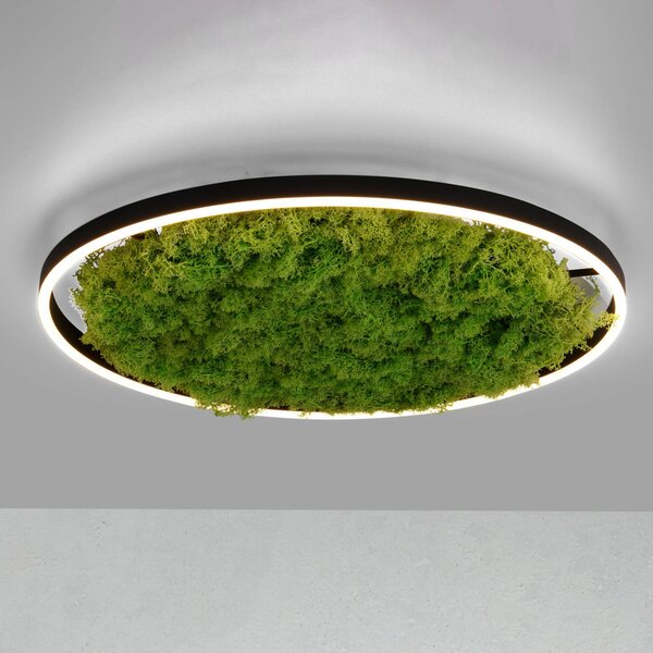 JUST LIGHT. GmbH Lampa sufitowa LED Green Ritus, możliwość ściemniania, zielony, salon / jadalnia, nowoczesny