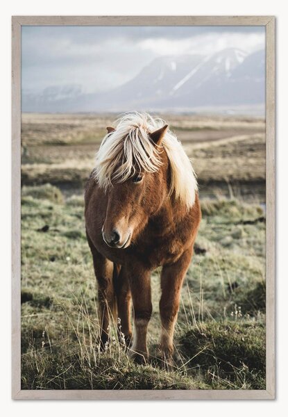 Oprawiony druk cyfrowy Horse