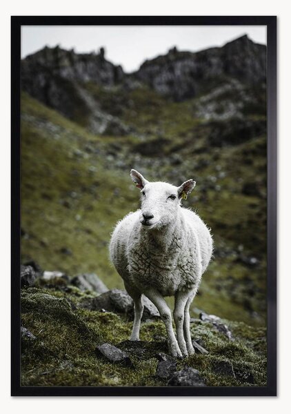 Oprawiony druk cyfrowy Sheep