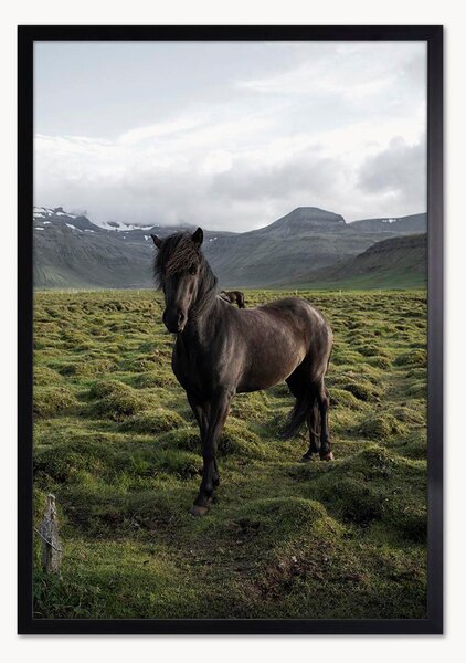 Oprawiony druk cyfrowy Stallion