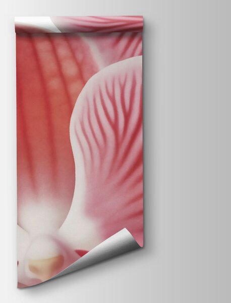 Fototapeta Żywe kwiaty w delikatnych odcieniach różu, Fototapety Kwiaty, Popularne Fototapety, t00704 - Tapeko.pl