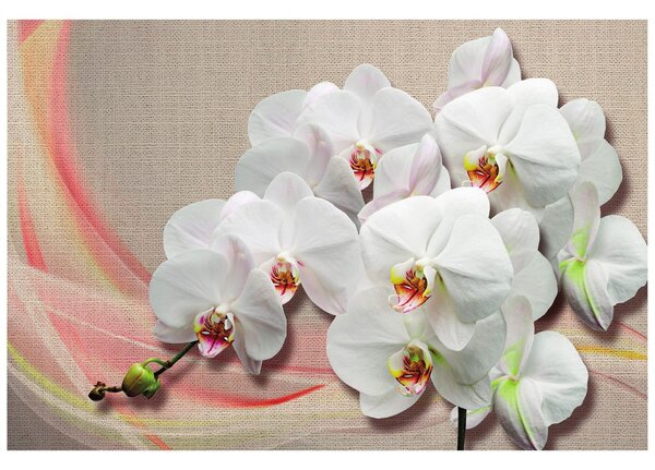 Tapeta biała orchidea na płótnie