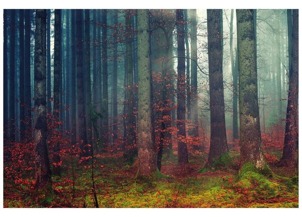 Fototapeta sekret lasu